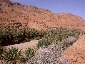 Palmeraie d’Igoudamène, au sud du Haut Atlas marocain.