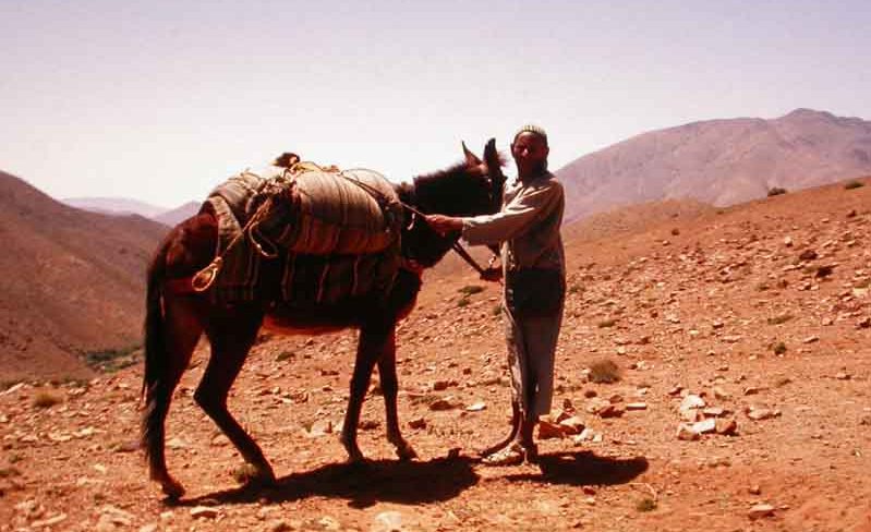 Museacute;e des Oasis : agriculture