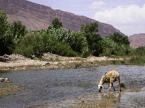 Région d’Amellaghou, vallée du Gheris, sud du Maroc.