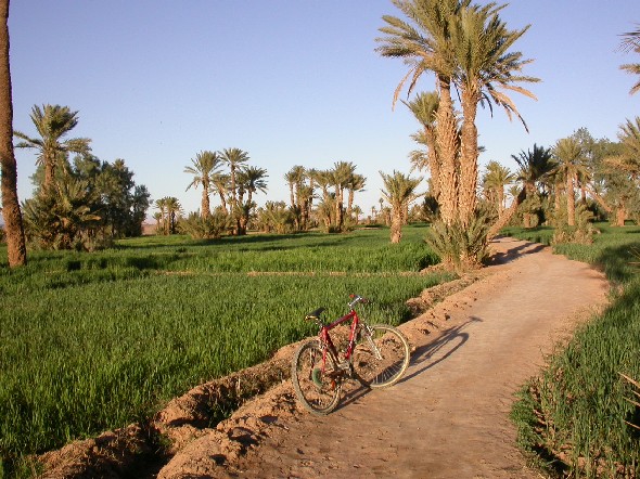 Bici a l’oasi de Ferkla, Tinejdad, Marroc.