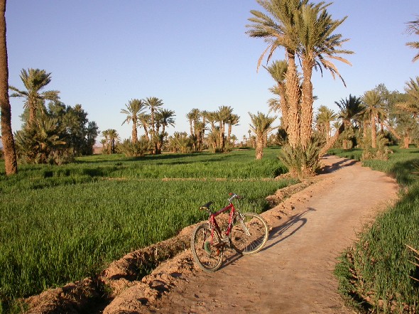 Bicicleta en la pista entre Asrir y Talalt, palmeral de Ferkla.