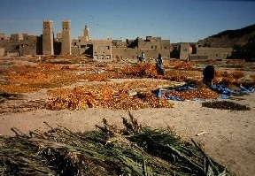 Dattes mis à sécher au soleil 
davant le Ksar Igoulmimen, Goulmima.