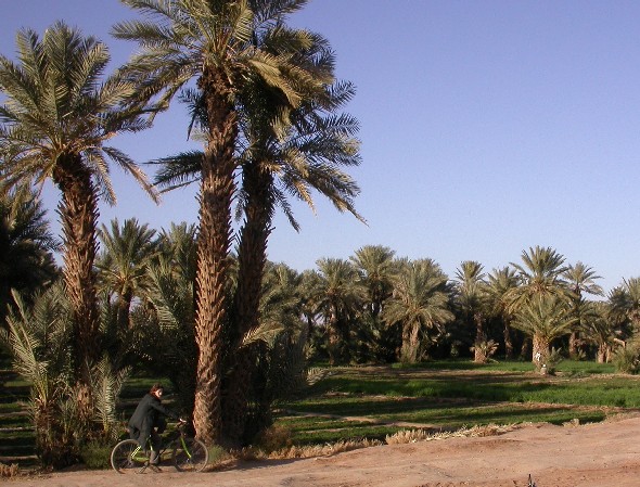 Excursión en bici por el palmeral de Ferkla, Marruecos.