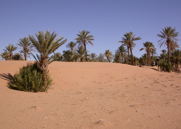 Dunas en el palmeral de Tinejdad