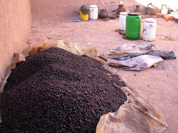 Aceitunas en el valle del Todra, Marruecos.